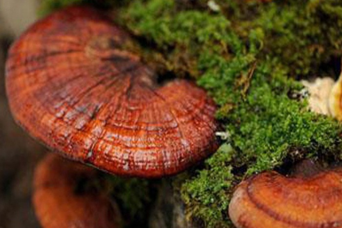 8 món quà ý nghĩa cho người cao tuổi