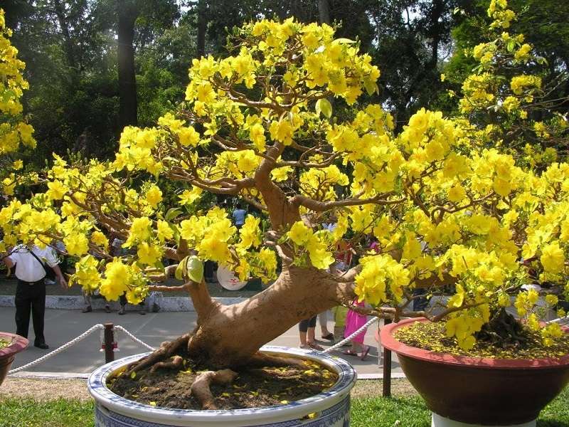 Tặng quà tết với chậu cây cảnh bonsai sang chảnh Tặng quà tết với chậu cây cảnh bonsai sang chảnh