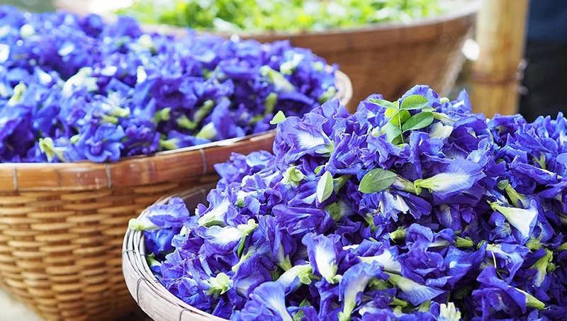 Cách pha trà hoa đậu biếc