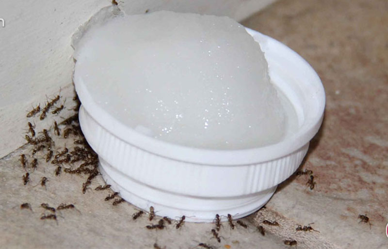 Giường Ngủ Có Kiến Phải Làm Sao Để Khắc Phục? 1 Giường ngủ có kiến phải làm sao?